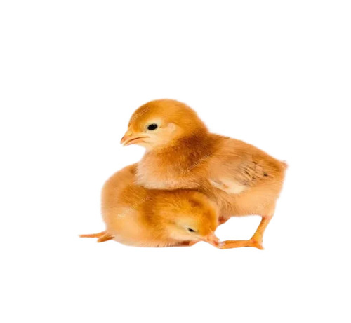 Poultry Farm Baby Chick
