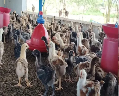 Poultry Farm Baby Chicks