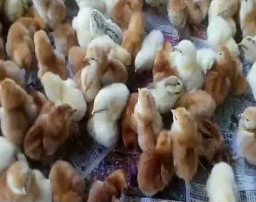 Poultry Farm Chicks