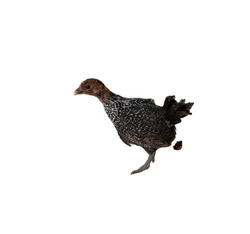 Sonali Chick