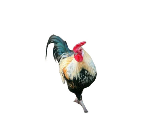 Sonali Chicken