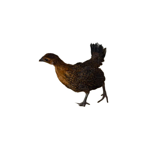 Sonali Chicks