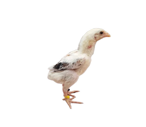 White Aseel Chicks