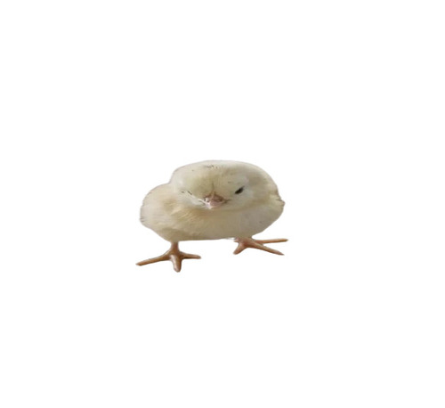 White Poultry Farm Chicks