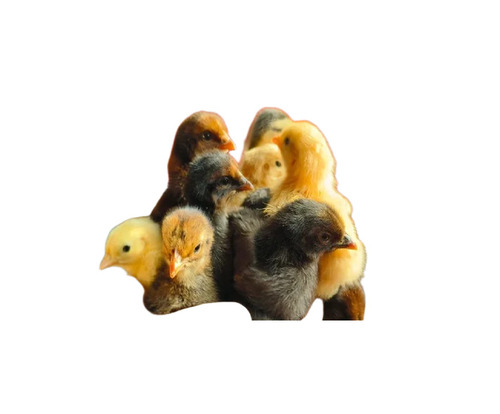 Young Poultry Farm Chick