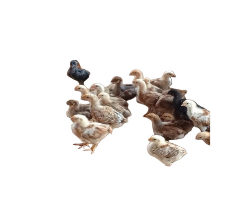 Young Poultry Farm Chicks