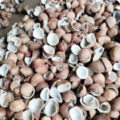 Edible Grade Dry Coconut Copra