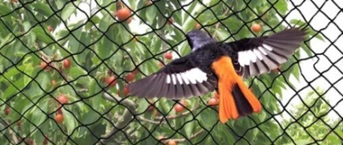 Pigeon Safety Nets