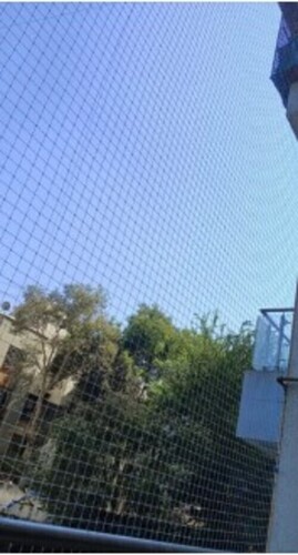 Bird Pigeon Net