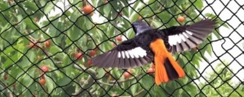 Black Anti Bird Net