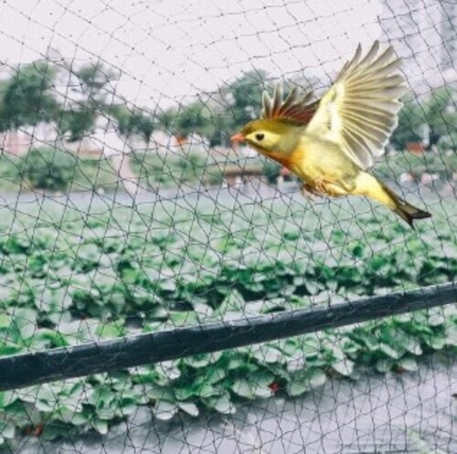 Hdpe Nylon Anti Bird Net