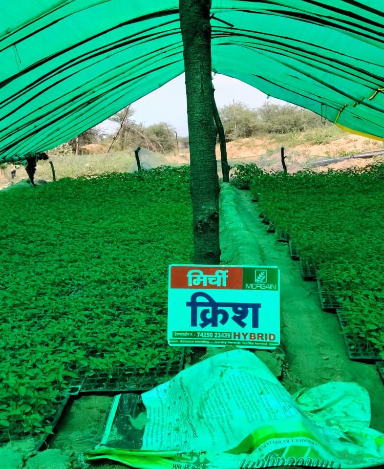 Krish MCH-27 F1 Chilli Hybrid Seeds