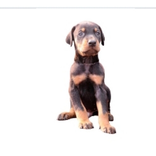 Labrador Dog