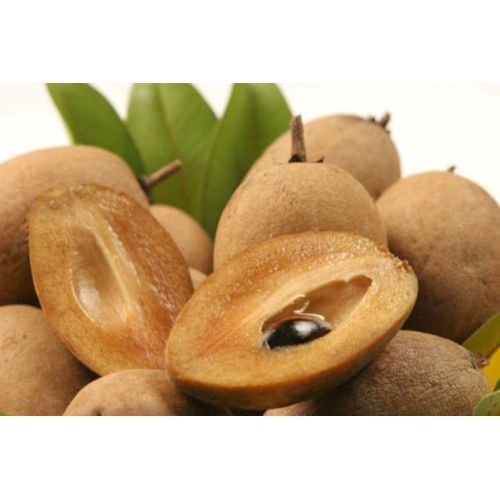 Fresh Chikoo Fruit