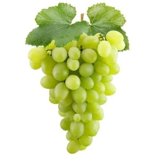 Fresh Green Grapes - Cultivation Type: Common