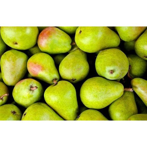 Fresh Pear - Color: Green