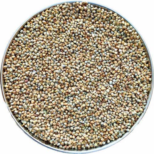 Pearl Millet Bajra