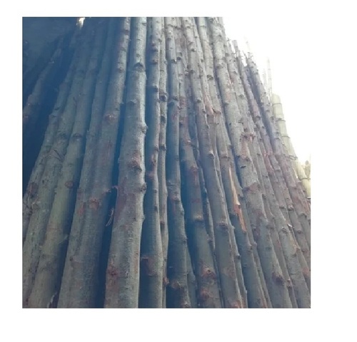 6 ft Natural Dry Bamboo Poles