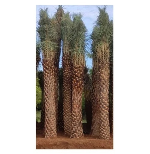 8m Date Palm Trees
