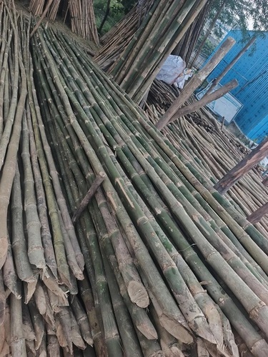 Bamboo Poles Midem