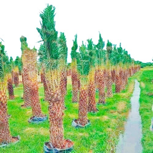 Cover Date Palm Tree