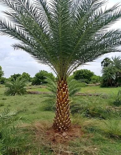 Cover Date Palm Trees