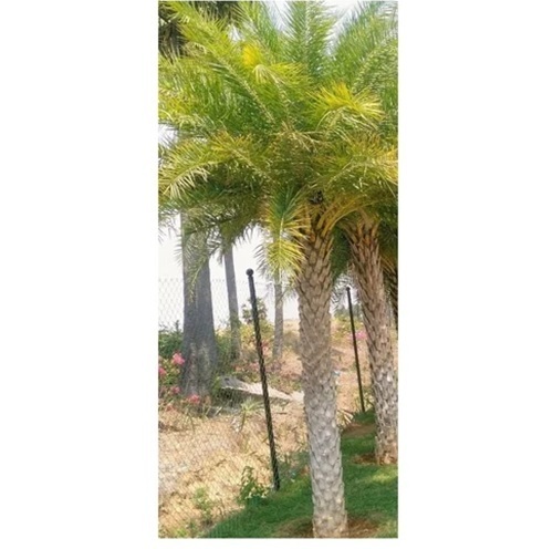 Date Palm Garden