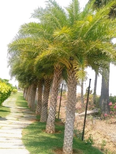 Date Palm Trees