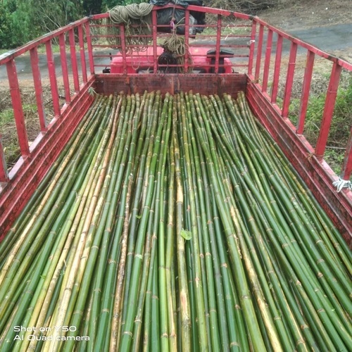 Dry Bamboo Poles