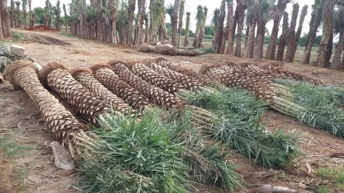 Fresh Date Palm Tree