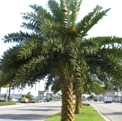 Fresh Date Palm Trees