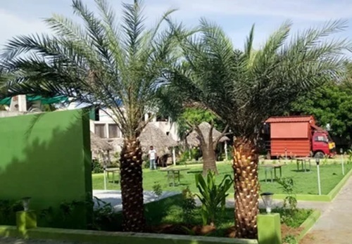 Full Sun Date Palm Tree - Green Whole Palm, Hardy Drought Tolerant, Fruit Bearing, Ornamental Appeal