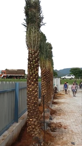 Full Sun Date Palm Trees