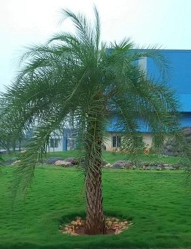 Full Sun Exposure Palm Tree - Green Foliage, Strong Trunk | Drought Tolerant, Heat Resistant Hardy Variety