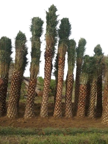 Full Sun Exposure Palm Trees