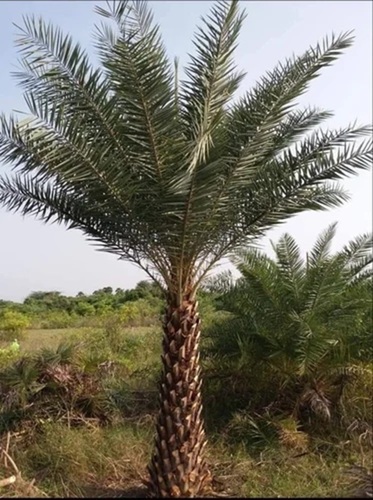 Garden Date Palm Tree