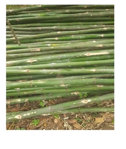 Green Bamboo Pole - Bamboo 8 Ft, 3/4 Inch Diameter, Green | Modern Style, Customizable Sticks