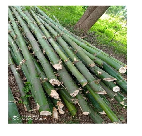 Green Bamboo Pole Bundles