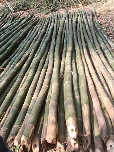 Green Bamboo Poles 26 Feet Size