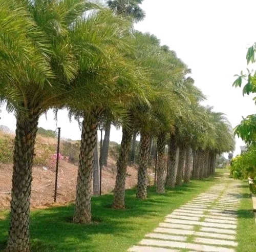Green Date Palm Tree