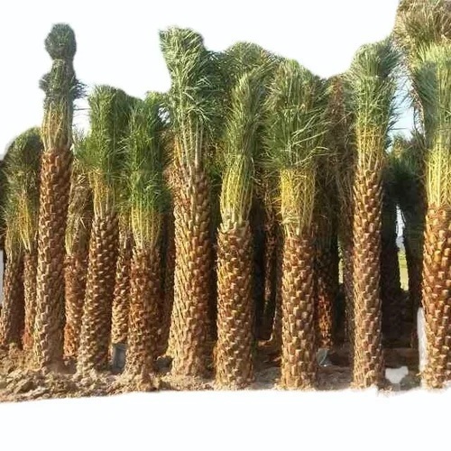 Phoenix Sylvestris Bag Date Palms Trees