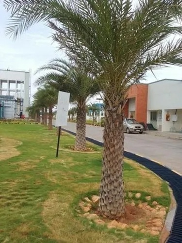 Phoenix Sylvestris Palm Trees