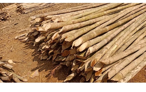 Solid Bamboo for Tomato Staking