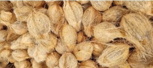 A Grade Small Coconut