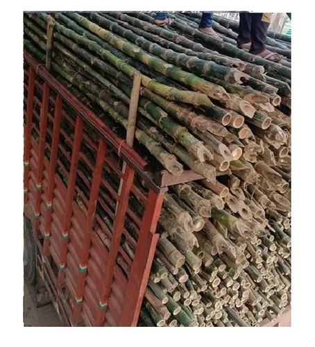 Assam Bamboo Pole And Bans 3 Inch Diameter 24ft