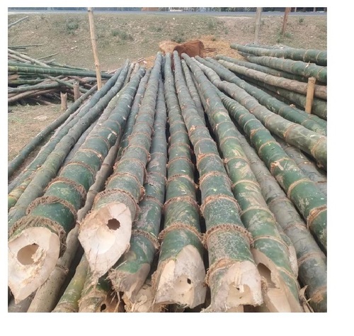 Bamboo Pole