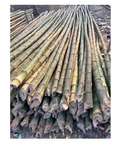 Bamboo Pole for construction POP