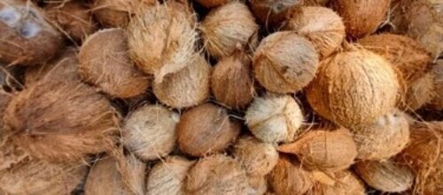 Brown Full Husked Coconut