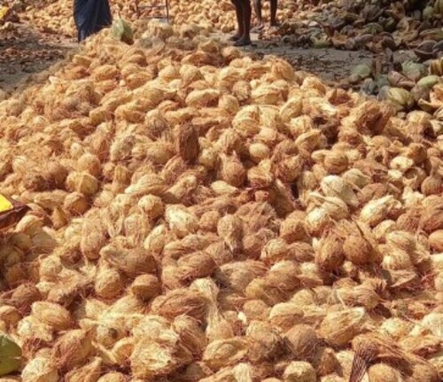 Dehusked Coconut