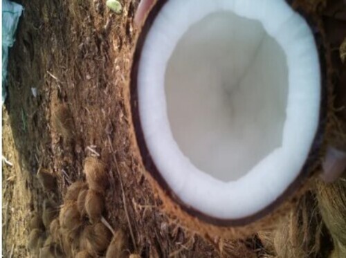 Fresh Coconut